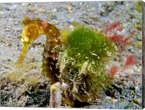 Hippocampus Histrix (Juvenile Thorny Seahorse)