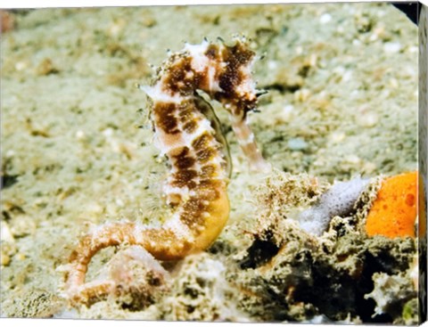 Hippocampus Histrix (Thorny seahorse)