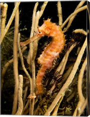 Hippocampus Hystrix (Spiny Seahorse)
