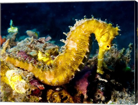 Yellow Hippocampus Hystrix (Spiny Seahorse)