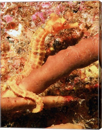 Hippocampus Ingens