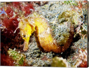 Yellow Hippocampus Kuda (Estuary Seahorse)