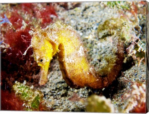 Yellow Hippocampus Kuda (Estuary Seahorse)