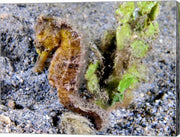 Hippocampus Kuda (Yellow Estuary Seahorse)