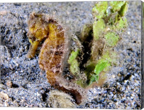 Hippocampus Kuda (Yellow Estuary Seahorse)