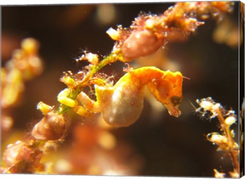 Hippocampus Pontohi