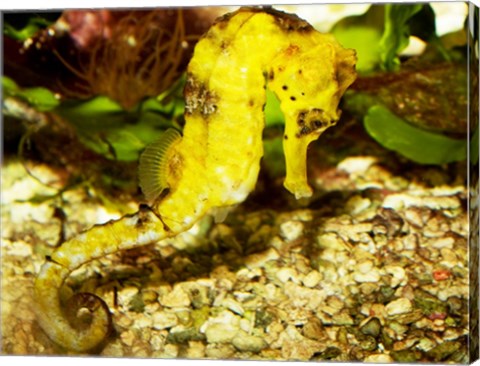 Hippocampus Reidi