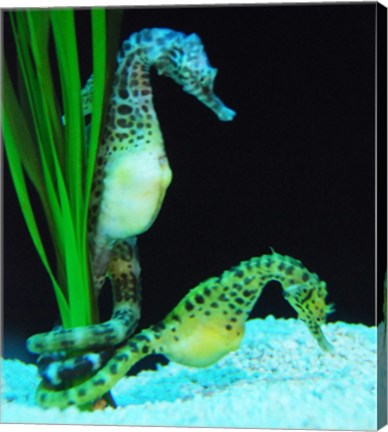 Hippocampus