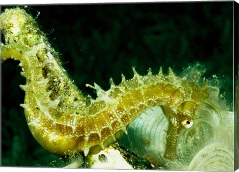 Green Seahorse