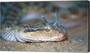 Horned Viper