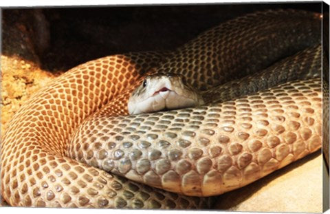 Indian Cobra Coiled Up