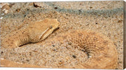 Leaf Nosed Viper In Sand II