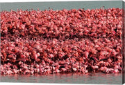 Lesser Flamingos, Kamfersdam Breeding Island, 2006