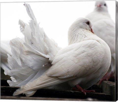 Little White Dove, Colchester Zoo