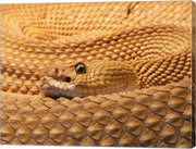 Mexican West Coast Rattlesnake