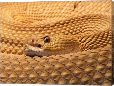 Mexican West Coast Rattlesnake