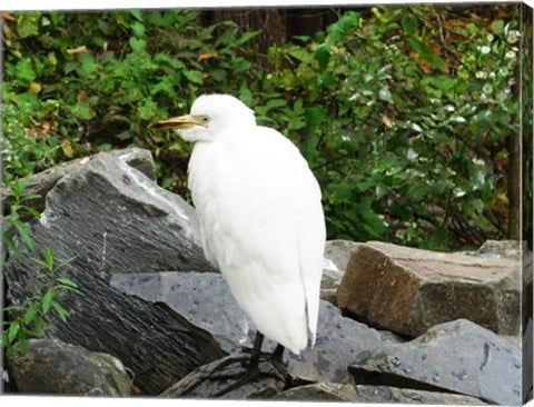 Ostrava Zoo Bubul Ibis