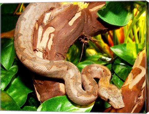 Pacific Boa