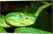Palm Pit Viper
