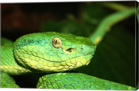 Palm Pit Viper
