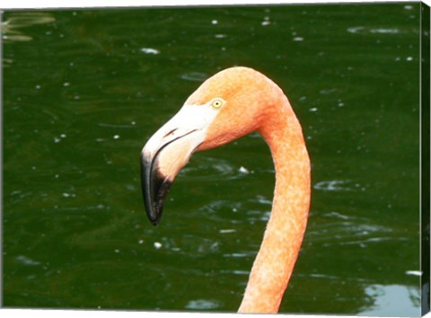 Phoenicopteridae Flamingo