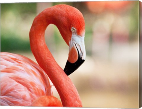 Phoenicopterus Chilensis Fort Worth Zoo, Texas, USA