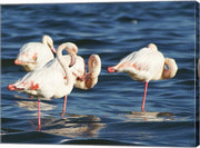 Phoenicopterus Roseus on Walvis Bay