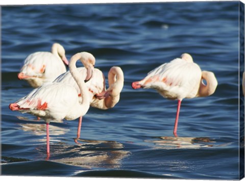 Phoenicopterus Roseus on Walvis Bay