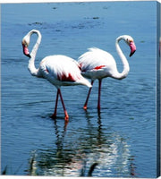Phoenicopterus Roseus Le Grau-du-Roi