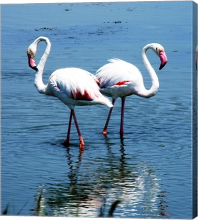 Phoenicopterus Roseus Le Grau-du-Roi