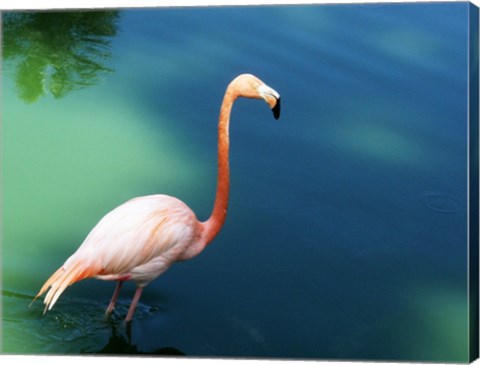 Phoenicopterus Ruber National Zoo of Cuba, Havana
