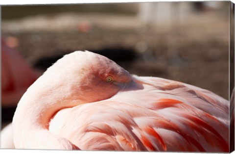 Pink Flamingo Closeup