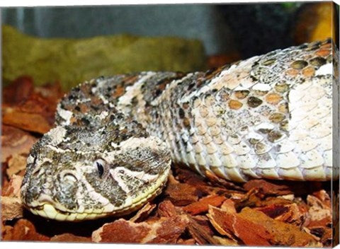 Puff Adder