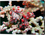 Pygmy Seahorses