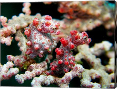 Pygmy Seahorses