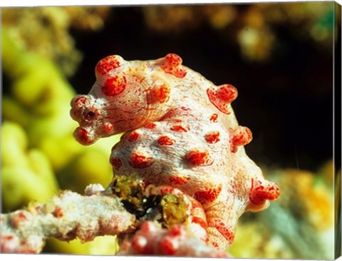 Pygmy Seahorse