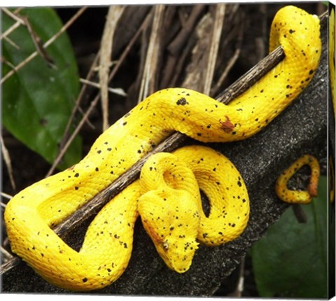 Yellow Eyelash Viper