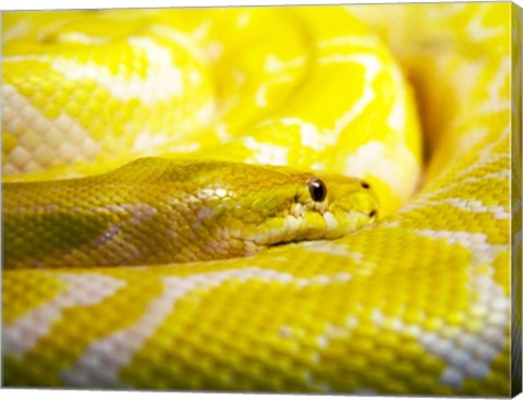 Yellow Python