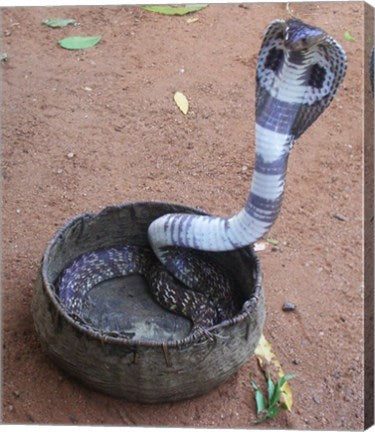 Indian Cobra