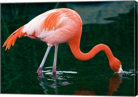 Pink Flamingo In River