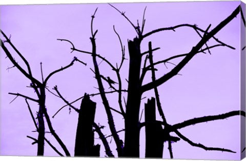 Perched and Sat and Nothing More I by Delaney Flanders