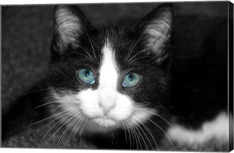 Curiosity Teased the Cat by Delaney Flanders