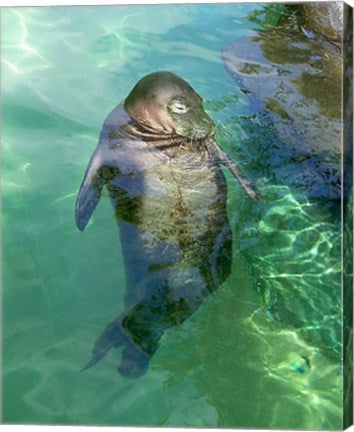 Hawaiian Monk Seal