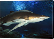 Inside Aquarium Tunnel Viewing Sharks