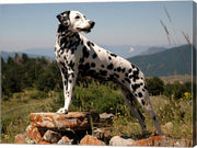 Dalmation