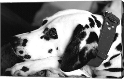 Dog Tired