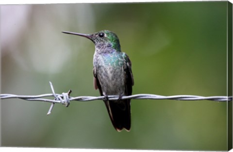 Blue-Chested Hummingbird