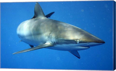 Carcharhinus Falciformis off Cuba