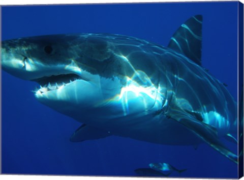 Carcharodon Carcharias