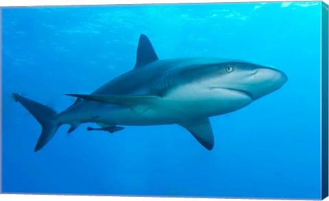 Carribbean Reef Shark
